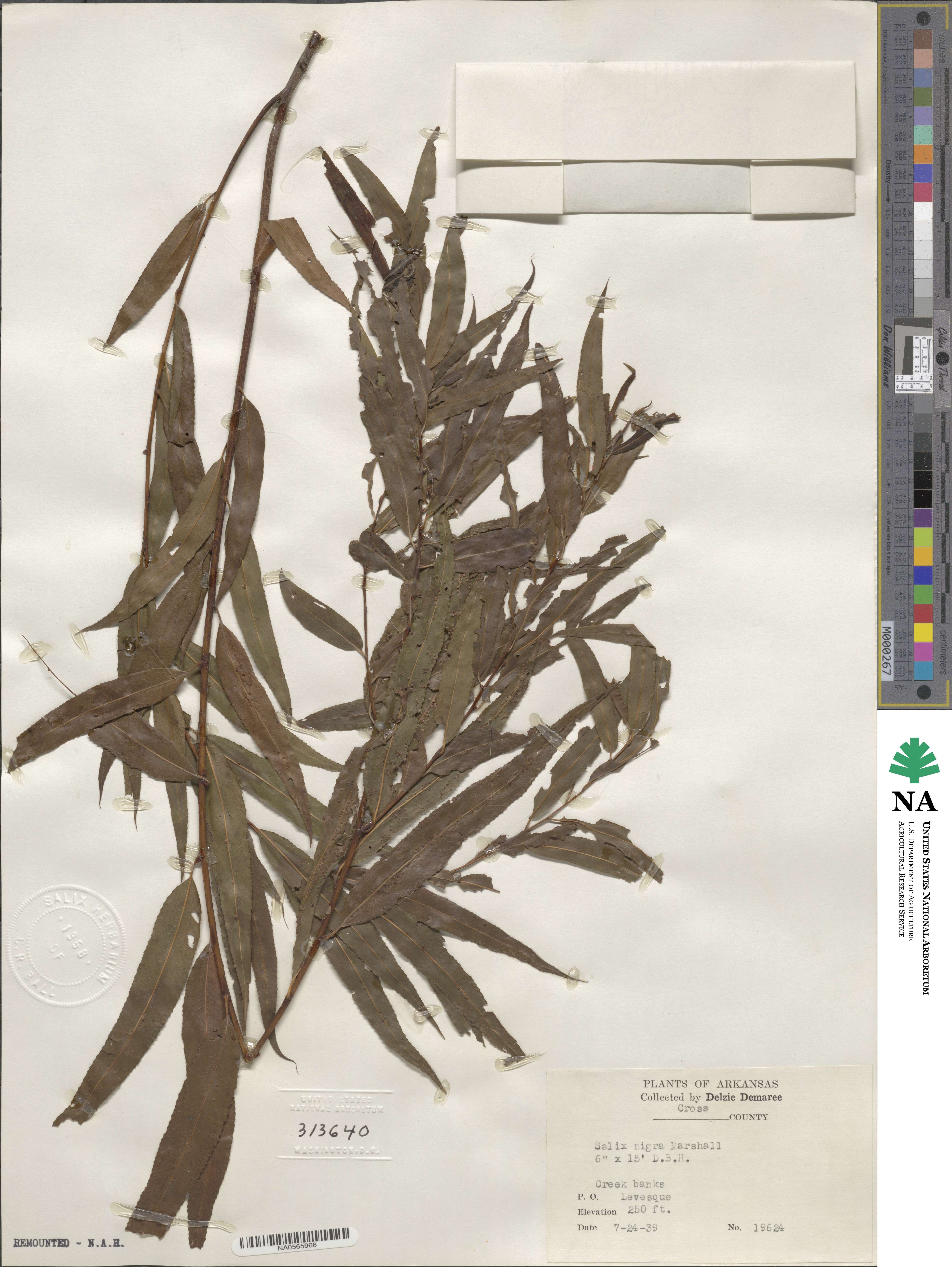Salix nigra image