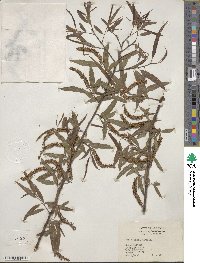 Salix nigra image