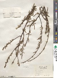 Salix nigra image