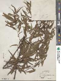 Salix nigra image