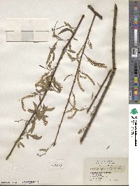 Salix nigra image