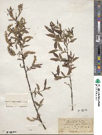 Salix nigra image