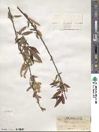 Salix nigra image