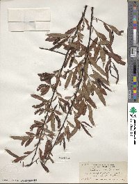 Salix nigra image