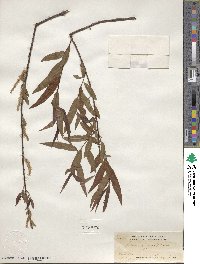 Salix nigra image