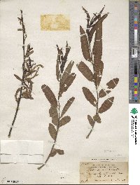 Salix nigra image