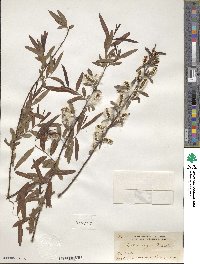 Salix nigra image