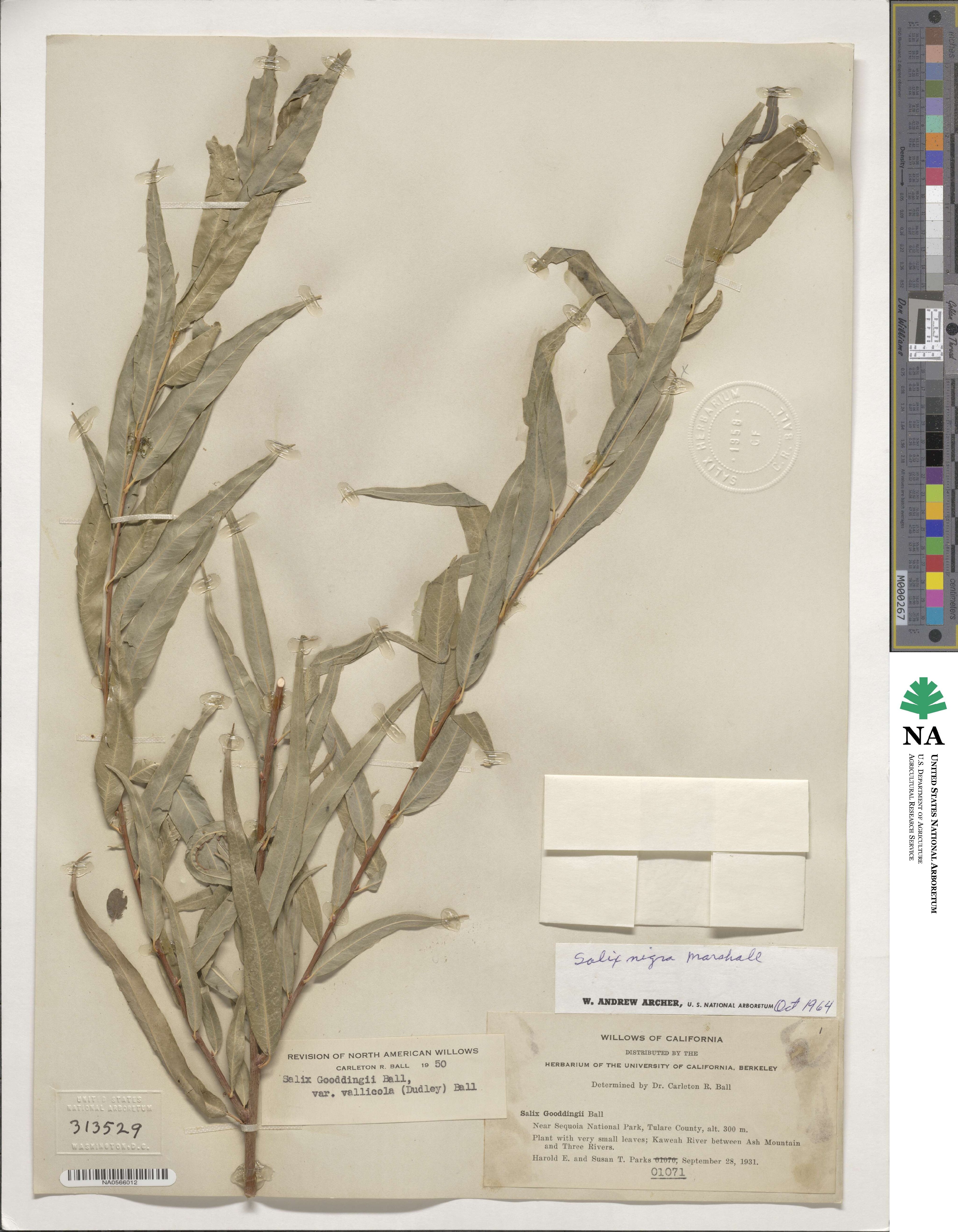 Salix nigra image