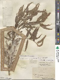 Salix nigra image