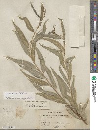 Salix nigra image