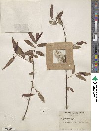 Salix nigra image