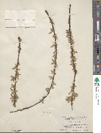 Salix nigra image