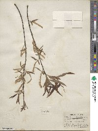 Salix nigra image