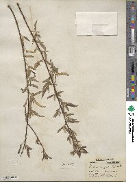 Salix nigra image