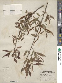 Salix nigra image