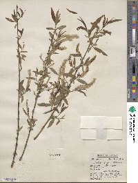 Salix nigra image