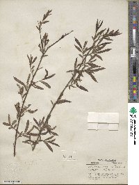 Salix nigra image