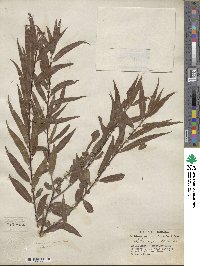 Salix nigra image