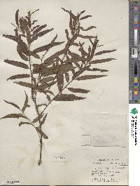 Salix nigra image