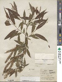 Salix nigra image