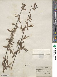 Salix nigra image