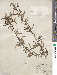 Salix nigra image