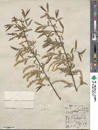 Salix nigra image