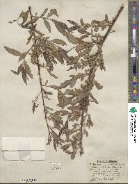 Salix nigra image