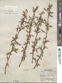 Salix nigra image