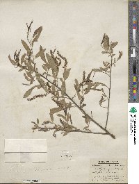 Salix nigra image