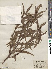 Salix nigra image
