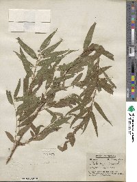 Salix nigra image