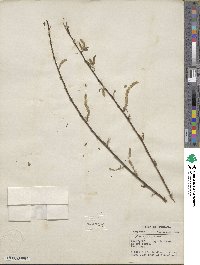 Salix nigra image