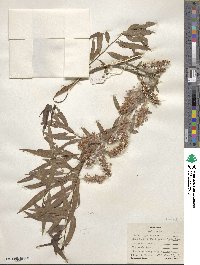 Salix nigra image