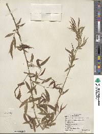 Salix nigra image