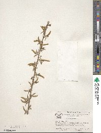 Salix nigra image