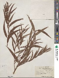 Salix nigra image
