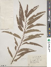 Salix nigra image