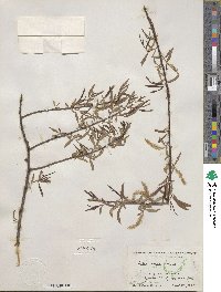 Salix nigra image