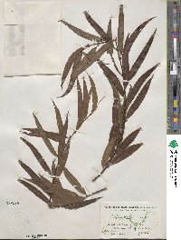 Salix nigra image