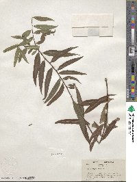 Salix nigra image