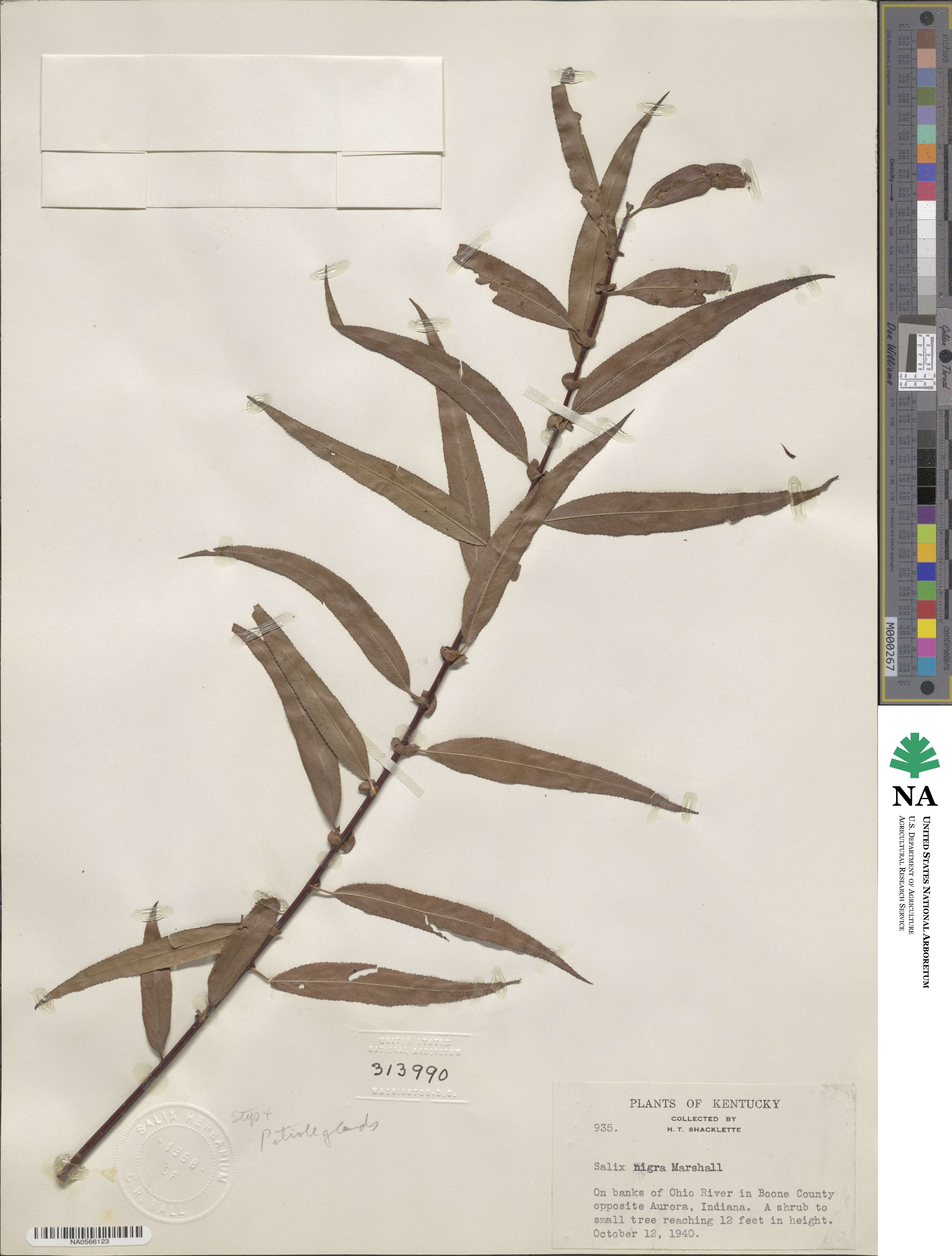 Salix nigra image