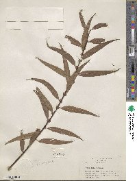 Salix nigra image