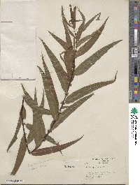 Salix nigra image