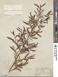 Salix nigra image