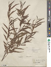 Salix nigra image