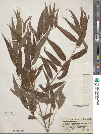 Salix nigra image