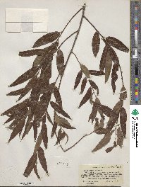 Salix nigra image