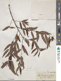 Salix nigra image