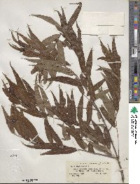 Salix nigra image